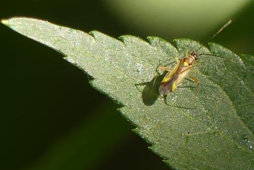 Campyloneura virgula